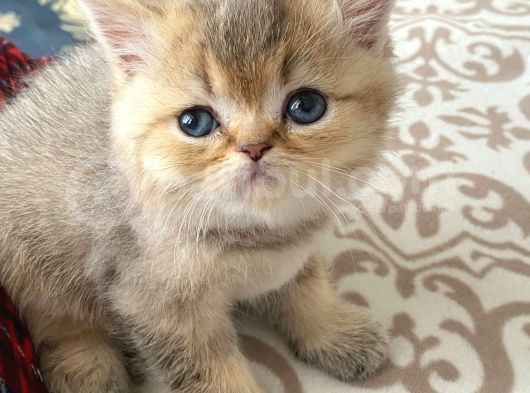 British Shorthair-Blue Point-Golden