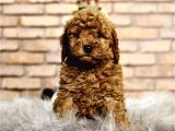 A kalite pofidik toy poodle