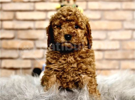 A Kalite Pofidik Toy Poodle