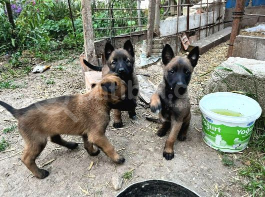 Minik Pirana Belçika Kurdu Yavrularım  Son Iki Adet