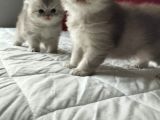Safkan Sağlıklı Yavrularımız