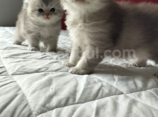 Safkan Sağlıklı Yavrularımız görsel