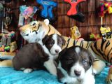 Dunyani̇n En Zeki̇ Irki Kizil Border Collie
