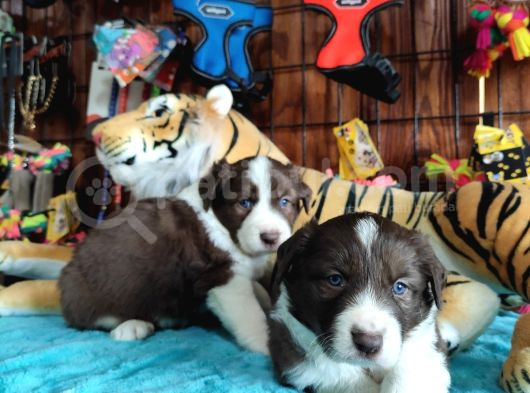 Dunyani̇n En Zeki̇ Irki Kizil Border Collie görsel