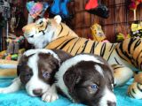 Dunyani̇n En Zeki̇ Irki Kizil Border Collie