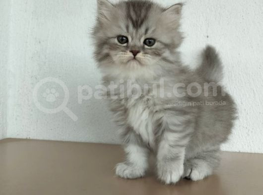 Safkan Sağlıklı Yavrularımız görsel