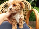 Poodle Ayarında Maltipo Bebeklerimiz