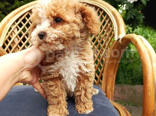 Poodle Ayarında Maltipo Bebeklerimiz görsel