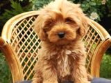 Poodle ayarında maltipo bebeklerimiz