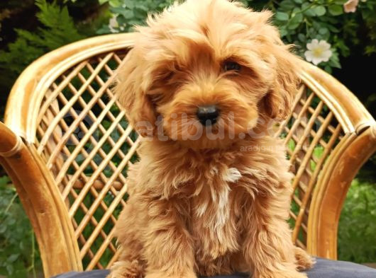 Poodle Ayarında Maltipo Bebeklerimiz