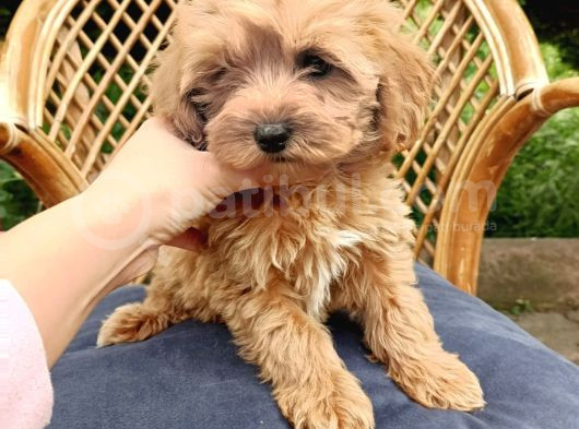 Poodle Ayarında Maltipo Bebeklerimiz görsel