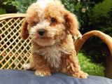 Poodle Ayarında Maltipo Bebeklerimiz