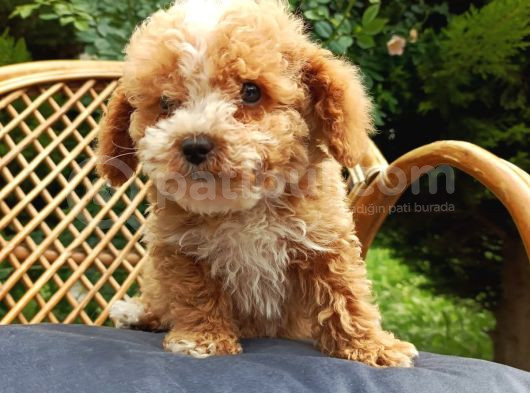 Poodle Ayarında Maltipo Bebeklerimiz görsel