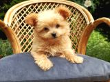 Teacup Mix Bebek Son Bir Yavrum