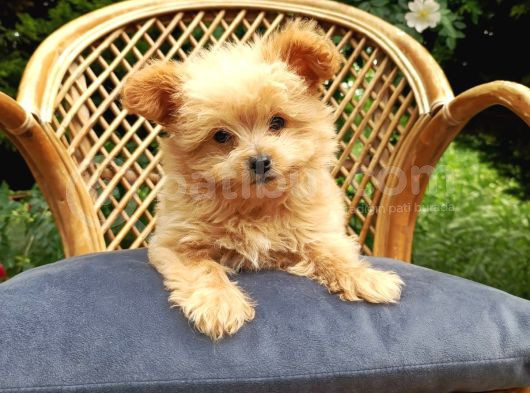 Teacup Mix Bebek Son Bir Yavrum görsel