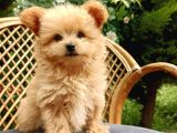 Teacup mix bebek son bir yavrum