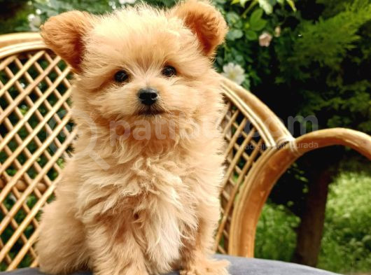 Teacup Mix Bebek Son Bir Yavrum