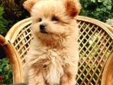 Teacup Mix Bebek Son Bir Yavrum