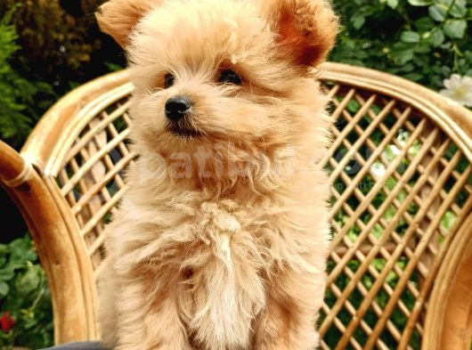 Teacup Mix Bebek Son Bir Yavrum görsel