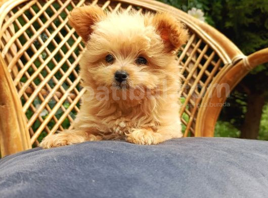 Teacup Mix Bebek Son Bir Yavrum görsel
