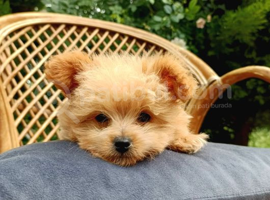Teacup Mix Bebek Son Bir Yavrum görsel