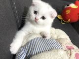 Pamuğum Yeni Ailesini Arıyor