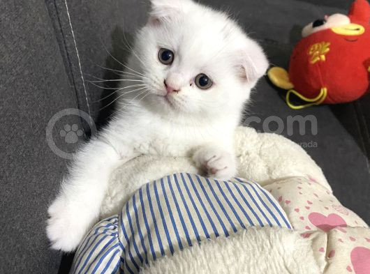 Pamuğum Yeni Ailesini Arıyor görsel