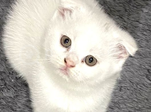 Pamuğum Yeni Ailesini Arıyor görsel