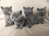 Yavrular Yeni Evlerine Hazır