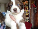 Dunyani̇n En Zeki̇ Irki Kizil Border Collie