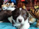 DUNYANİN EN ZEKİ IRKI KIZIL BORDER COLLIE