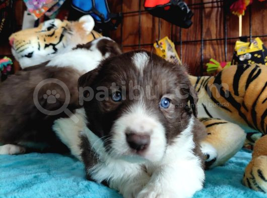 Dunyani̇n En Zeki̇ Irki Kizil Border Collie