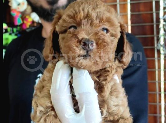 Secereli Toy Poodle Yavrularımız görsel
