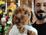 Secereli Toy Poodle Yavrularımız