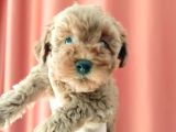 Secereli Toy Poodle Yavrularımız