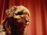 Secereli Toy Poodle Yavrularımız