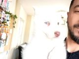 Yakişikli Husky Si̇bi̇rya Kurdu Yavrularimiz