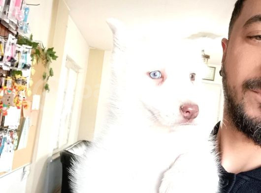 Yakişikli Husky Si̇bi̇rya Kurdu Yavrularimiz görsel