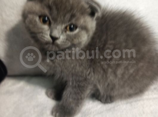 Gri Kırık Kulaklı Kısa Bacaklı Minik Süpriz