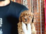 Secereli toy poodle yavrularımız
