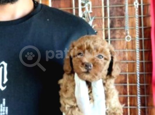 Secereli Toy Poodle Yavrularımız