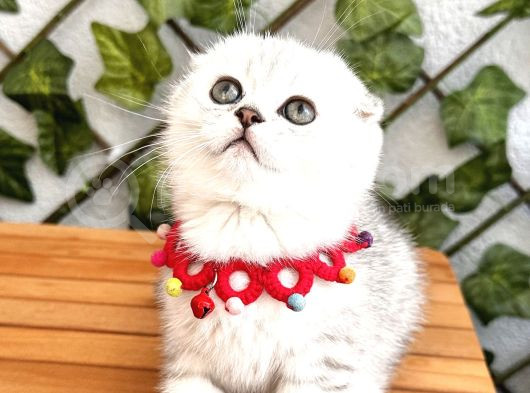 Silver Shaded Özel Renk Erkek Yakışıklı Bebemiz görsel