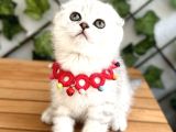 Silver Shaded Özel Renk Erkek Yakışıklı Bebemiz
