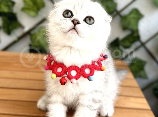 Silver Shaded Özel Renk Erkek Yakışıklı Bebemiz görsel