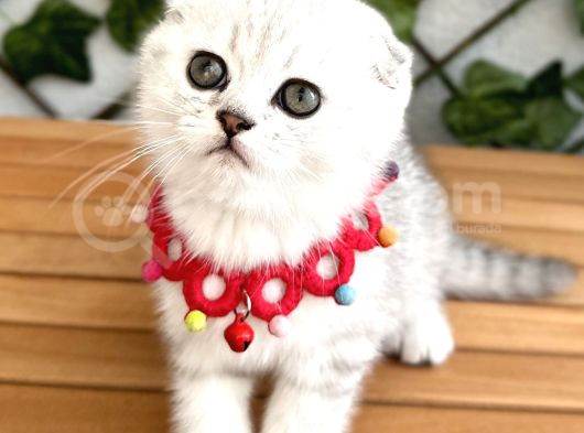 Silver Shaded Özel Renk Erkek Yakışıklı Bebemiz görsel