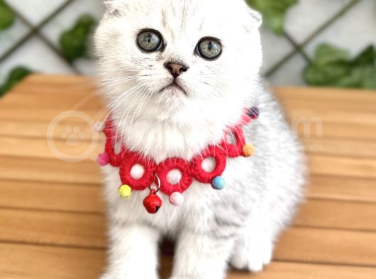 Silver Shaded Özel Renk Erkek Yakışıklı Bebemiz