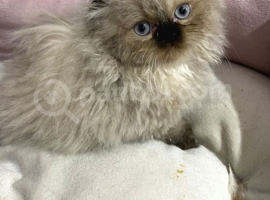 İran Himalayan Cinsi Dişi Erkek Yavrular Yuva Arıyor görsel