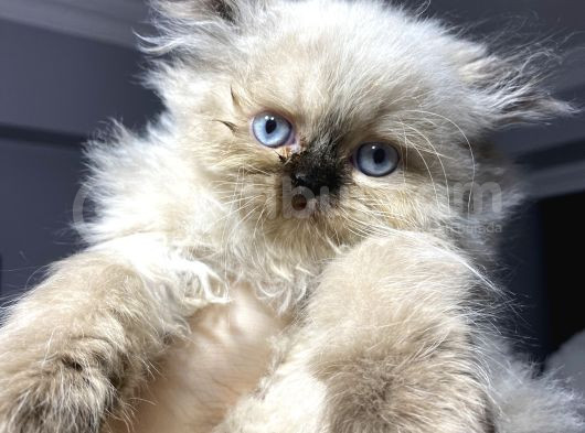 İran Himalayan Cinsi Dişi Erkek Yavrular Yuva Arıyor görsel