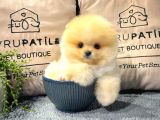 Göz Kamaştıran Pomeranian Bebeklerimizin Enerjisi ve Zekası