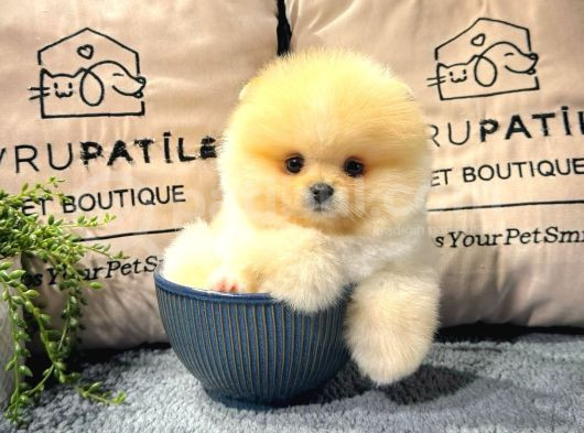 Göz Kamaştıran Pomeranian Bebeklerimizin Enerjisi Ve Zekası
